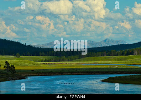 Un gruppo di oche nuoto attraverso il fiume Yellowstone nella luce della sera, il Parco Nazionale di Yellowstone, Stati Uniti. Foto Stock