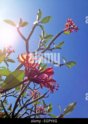 Red Frangipani e filiali in una limpida giornata di sole in Thailandia. Foto Stock