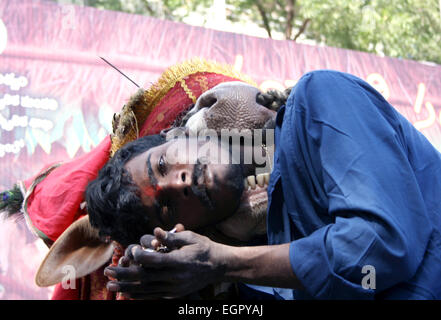 Musicista visualizza decorate bull gangireddu abilità durante sankranti pongal festival indù nel gennaio 13,2013 in Hyderabad, India. Foto Stock