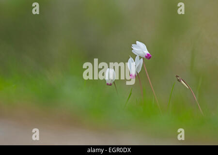 Il persiano violette (Cyclamen persicum), fotografato in Israele in gennaio Foto Stock