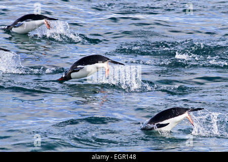 I pinguini di Gentoo (Pygoscelis papua). nuotare nell'oceano. I pinguini Gentoo crescere a lunghezze di 70 centimetri e vive in grandi c Foto Stock