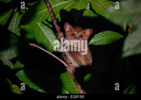 Ritratto di un tarsier nella Riserva Naturale di Tangkoko Batuangus nel Nord Sulawesi, Indonesia. Foto Stock