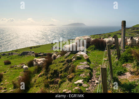 Gregge di ovini su verdi colline in Dingle, nella contea di Kerry, Irlanda Foto Stock