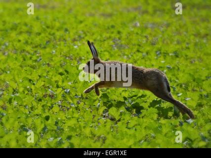 Hopping Hare in full color, Foto Stock