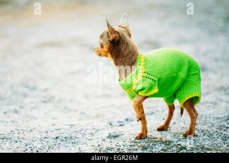 Bellissimo piccolo Chihuahua cane vestito in costume, soggiornando all'aperto in primavera Foto Stock