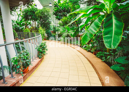 Serra con fiori e piante. Casa temperate Conservatorio Botanico. Foto Stock