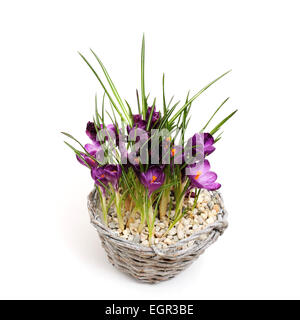 Crocus fiori in vaso, isolato su bianco Foto Stock