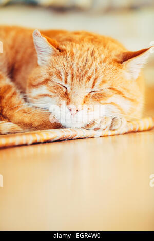 Tranquillo arancione Rosso tabby Cat cucciolo maschio avvolto a ricciolo dormire nel suo letto sul pavimento in laminato. Foto Stock