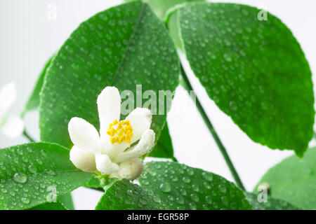 Limoni in fiore isolato su sfondo bianco Foto Stock