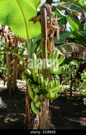 Mazzetto di verde banane plantano che cresce su un albero in un misto di piantagione. Repubblica Dominicana, nelle Isole dei Caraibi Foto Stock