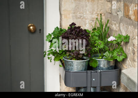 Erbe e foglie di insalata pronta per essere piantato in un cotswold Garden cottage, Inghilterra, Regno Unito. Foto Stock