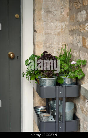 Erbe e foglie di insalata pronta per essere piantato in un cotswold Garden cottage, Inghilterra, Regno Unito. Foto Stock