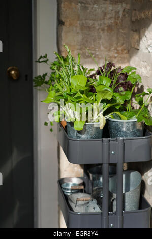 Erbe e foglie di insalata pronta per essere piantato in un cotswold Garden cottage, Inghilterra, Regno Unito. Foto Stock