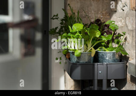 Erbe e foglie di insalata pronta per essere piantato in un cotswold Garden cottage, Inghilterra, Regno Unito. Foto Stock