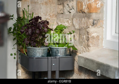 Erbe e foglie di insalata pronta per essere piantato in un cotswold Garden cottage, Inghilterra, Regno Unito. Foto Stock