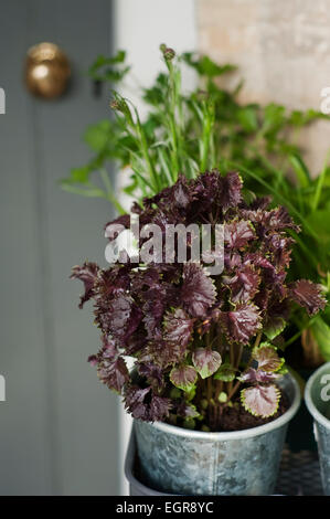 Erbe e foglie di insalata pronta per essere piantato in un cotswold Garden cottage, Inghilterra, Regno Unito. Foto Stock