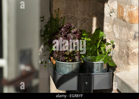 Erbe e foglie di insalata pronta per essere piantato in un cotswold Garden cottage, Inghilterra, Regno Unito. Foto Stock