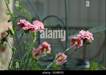 Dianthus crescendo in un cotswold Garden cottage, Gloucestershire, Inghilterra, Regno Unito. Foto Stock