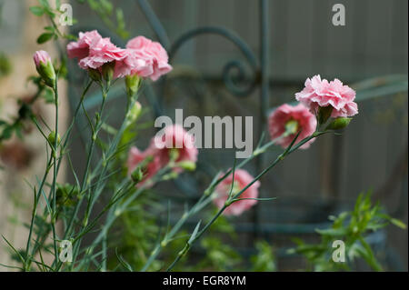 Dianthus crescendo in un cotswold Garden cottage, Gloucestershire, Inghilterra, Regno Unito. Foto Stock