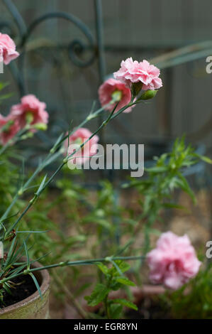 Dianthus crescendo in un cotswold Garden cottage, Gloucestershire, Inghilterra, Regno Unito. Foto Stock