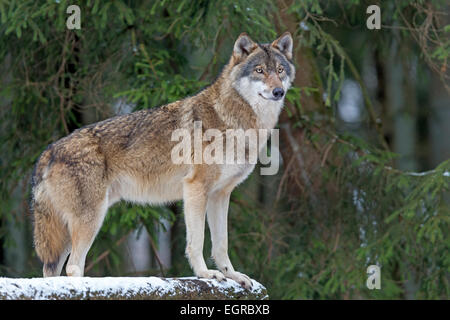 Lupo (Canis lupus) in inverno Foto Stock