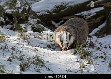 Unione badger nella neve (Meles meles) Foto Stock