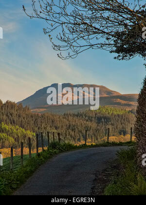 Ben Lomand sopra la foresta di pini Scozia, Regno Unito. Foto Stock