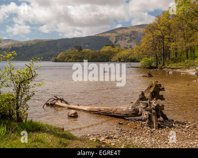 Albero morto sul bordo del Loch Lomond Scozia, Regno Unito Foto Stock