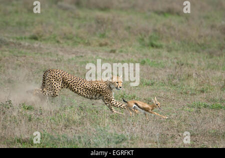 Cheetah in esecuzione dopo la preda Foto Stock