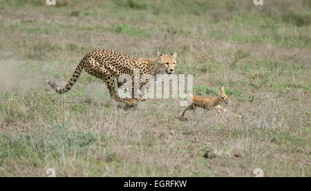 Cheetah in esecuzione dopo la preda Foto Stock