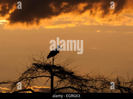 Marabou stork appollaiato sulla cima dell'albero al tramonto Foto Stock