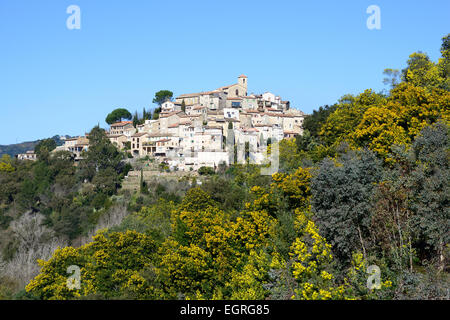 Arroccato borgo medievale circondato da alberi di mimosa in piena fioritura in inverno. Auribeau-sur-Siagne, Alpi Marittime, Costa Azzurra, Francia. Foto Stock