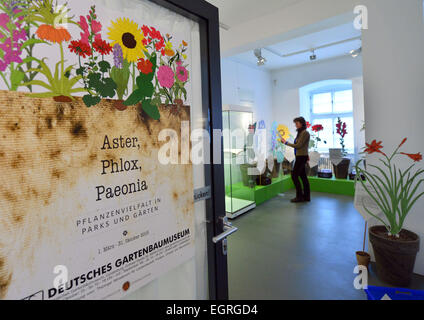 Erfurt, Germania. Il 27 febbraio, 2015. Annette Kummer, impiegato per lavori pubblici, si prepara per la speciale mostra "Aster, Phlox, Paeonia - diversità di specie vegetali in giardini e parchi' al tedesco museo orticolo a Erfurt, Germania, 27 febbraio 2015. La mostra si svolge dal 01 marzo al 31 ottobre 2015. Foto: Martin Schutt/dpa/Alamy Live News Foto Stock