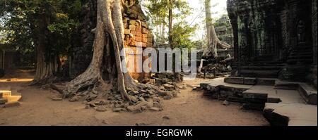 Angkor tempio era ricoperta da una gigantesca radici di alberi tropicali Foto Stock