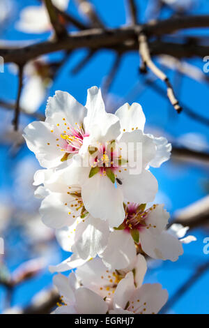 Approfondimento di mandorli in fiore Modesto California uno degli affamati di acqua delle colture di California la Valle Centrale Foto Stock