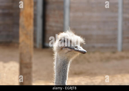 Un primo piano di una singola (struzzo Struthio camelus) con la sua testa con una leggera angolazione contro uno sfondo neutro Foto Stock