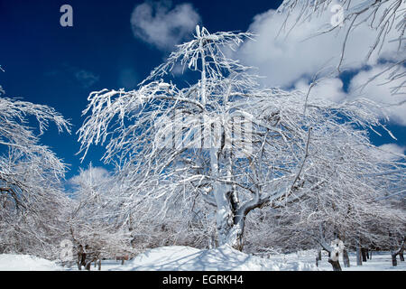 Cascate del Niagara e New York - gli alberi in Niagara Falls parco dello stato rivestito con il ghiaccio da spruzzare in aumento dalle Cascate del Niagara. Foto Stock