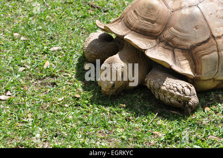 Primo piano di una singola sperone africana Thighed tartaruga (Geochelone sulcata) mangiare erba sotto la luce diretta del sole Foto Stock