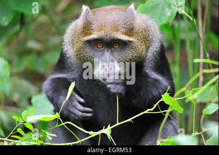 Il patriarca Sykes Monkey che mostra il suo bianco-argento e il collare che si estende oltre la spalla e bracci giù per le mani Foto Stock