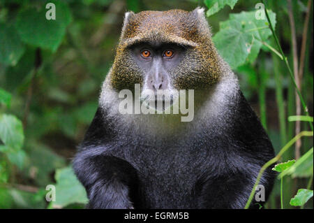 Il patriarca Sykes Monkey Foto Stock