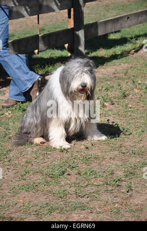 Un barbuto collie cane seduto al sole sul prato Foto Stock