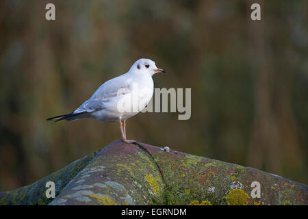 A testa nera gull Chroicocephalus ridibundus, primo autunno, appollaiato sulla costruzione tetto, Slimbridge, Gloucestershire, UK in novembre. Foto Stock