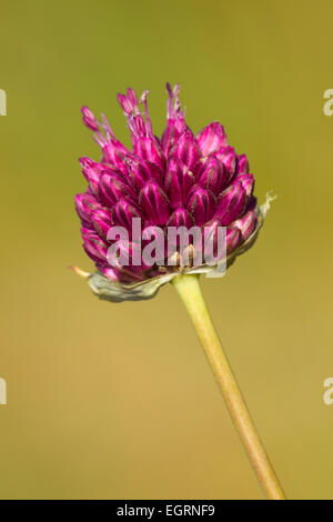 Bristol onion Allium sphaerocephalon, in fiore, Avon Gorge, Bristol, Regno Unito in luglio. Foto Stock