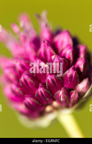 Bristol onion Allium sphaerocephalon, in fiore, Avon Gorge, Bristol, Regno Unito in luglio. Foto Stock