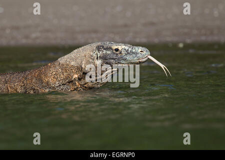 Drago di Komodo (Varanus komodoensis) Foto Stock