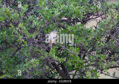 Cuculo comune Cuculus canorus, femmina, arroccato nella struttura ad albero, Napi Valley, Lesbo in aprile. Foto Stock