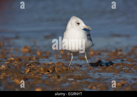 Gabbiano comune Larus canus, adulti inverno plumaged bird rovistando lungo il litorale a Brancaster Staithe, UK in febbraio. Foto Stock