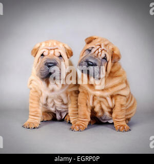 Chinese Shar Pei cuccioli ritratto Foto Stock