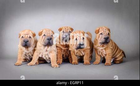 Chinese Shar Pei cuccioli ritratto Foto Stock