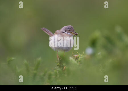 Common Whitethroat Sylvia communis maschio per portare cibo ai giovani a Halse Combe, Exmoor in giugno. Foto Stock